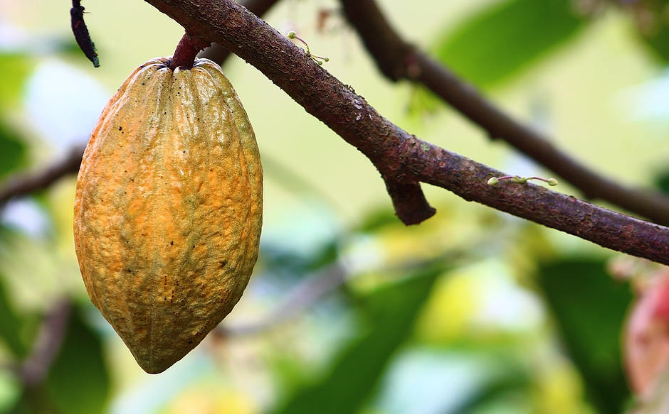 Cocoa: Ghana will no longer export cocoa to Switzerland