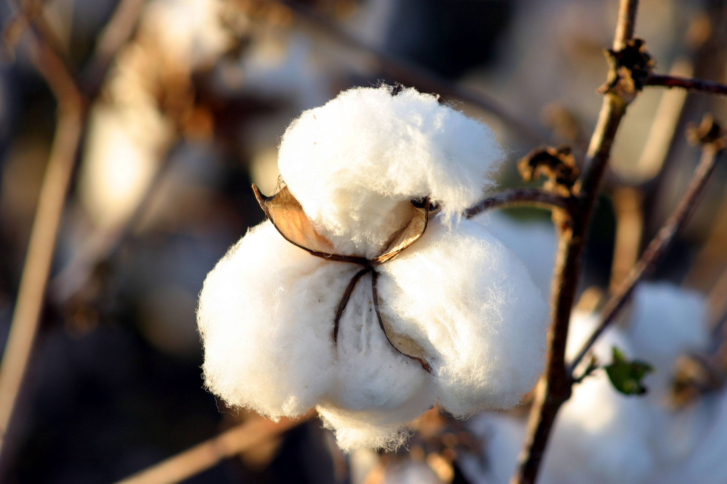 Will the cotton price advance continue?