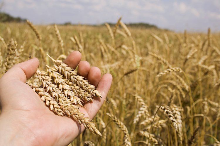The top three never-revealed secrets of the Gann's great wheat trade of 1909 and how to profit from it - Vimarsana News