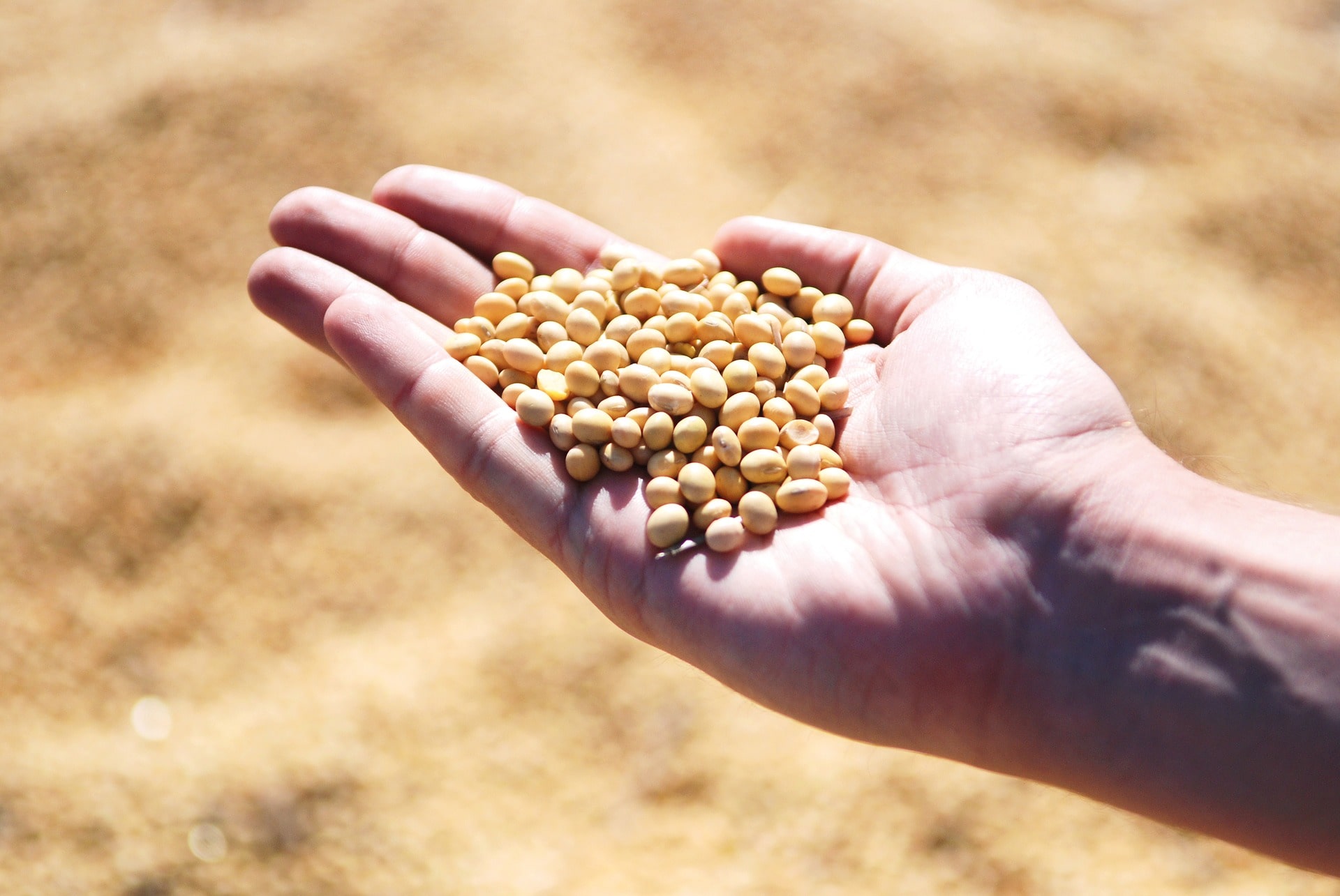 Technical analysis: Will the soybean price continue rising?