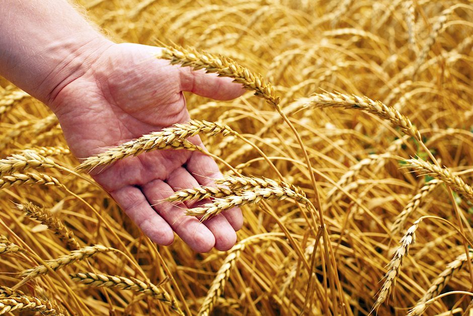 Wheat Elliott Wave technical analysis [Video]