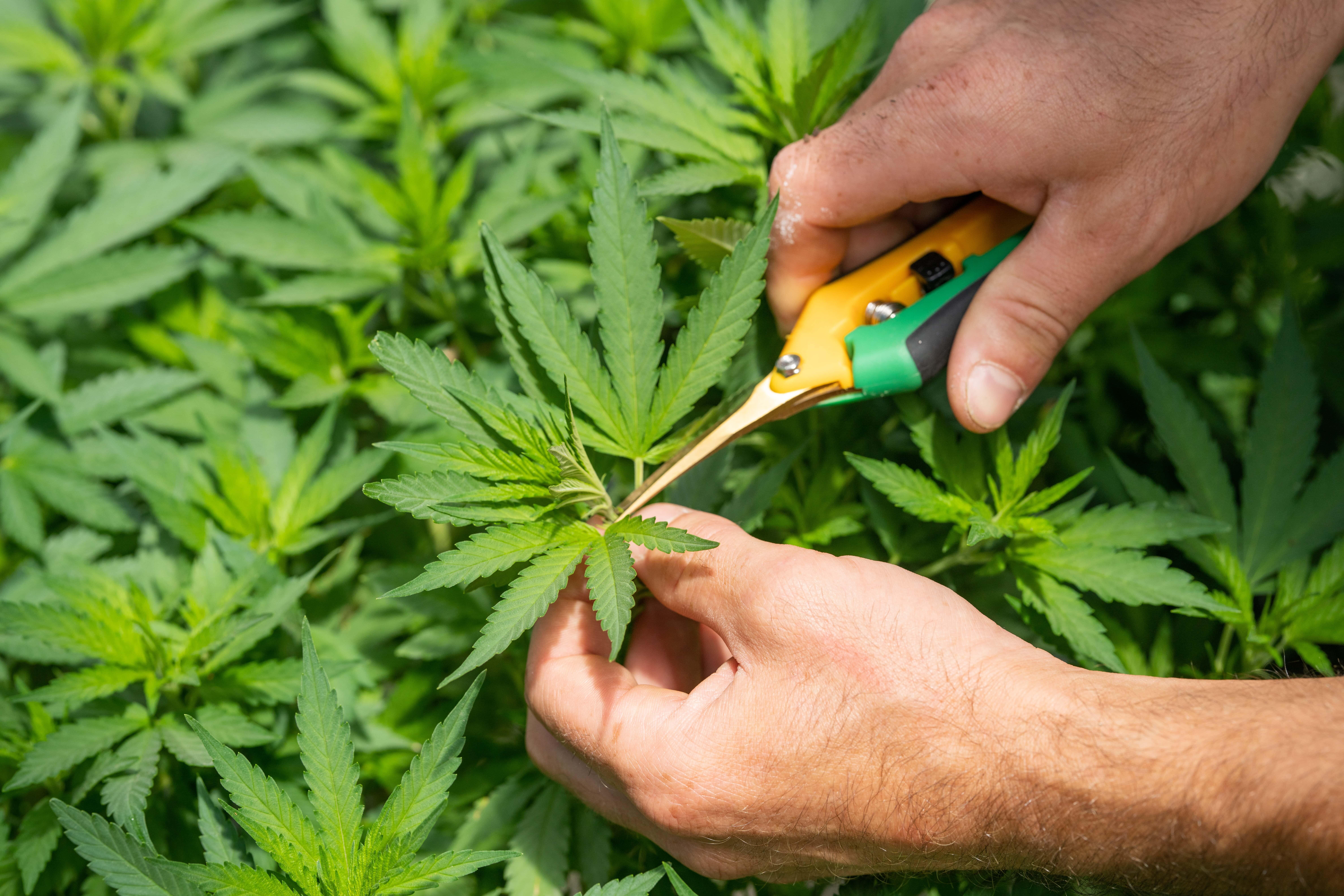 Tilray and SNDL Stock Forecasts: Canadian cannabis companies turning the page