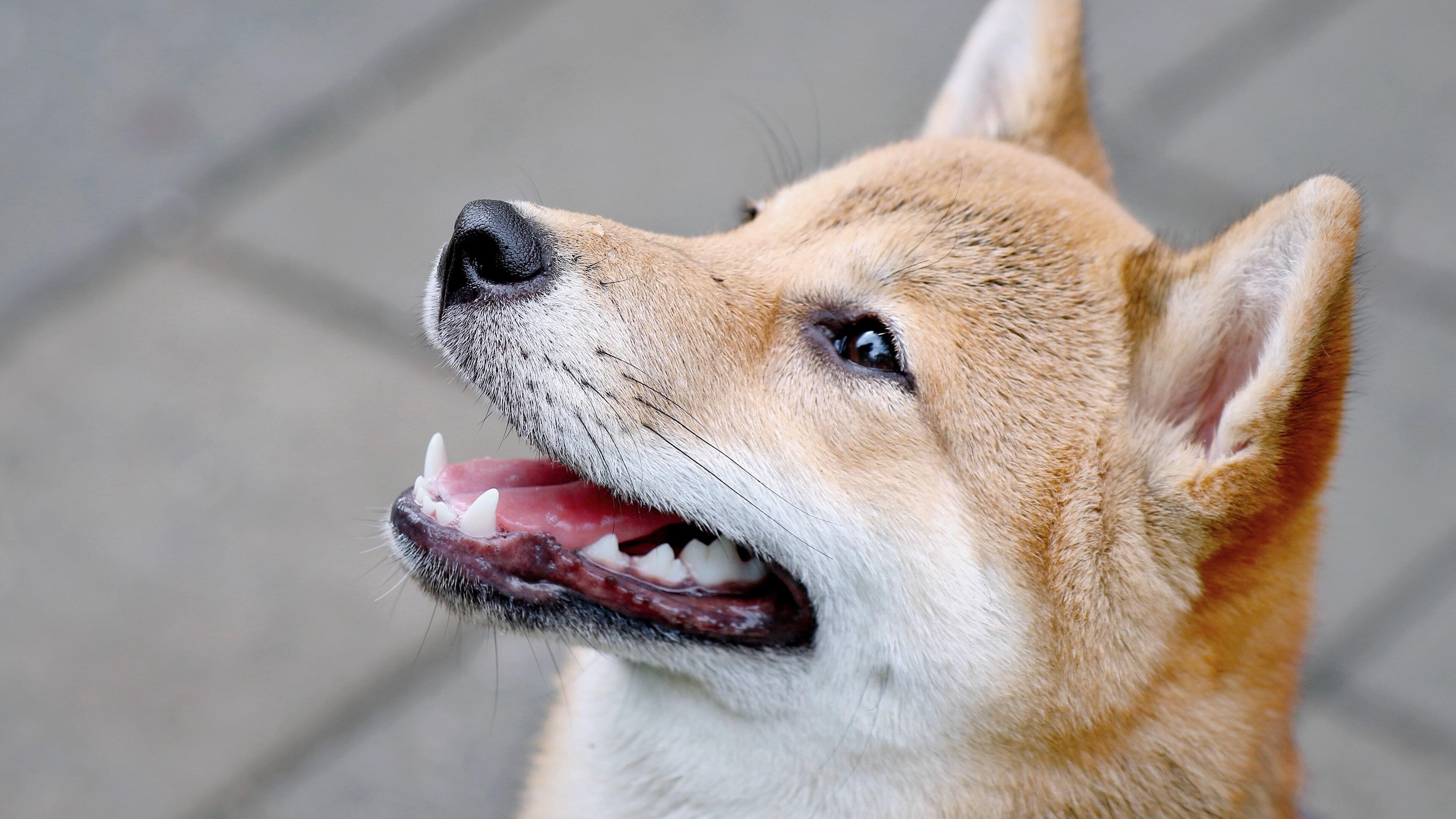 Dogecoin proponent Mark Cuban faces class action lawsuit for promoting Voyager