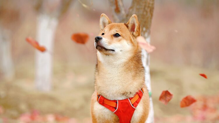 shiba-inu-on-fire-another-price-rally-around-the-corner