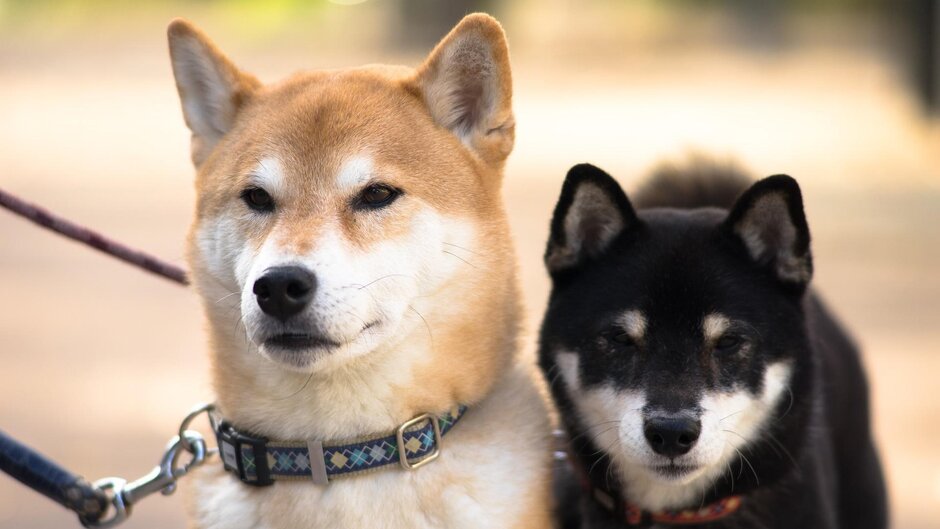 Everything you need to know about Shiba Inu’s Ryoshi Vision rewards before June 29