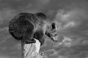 Are you bearish enough?
