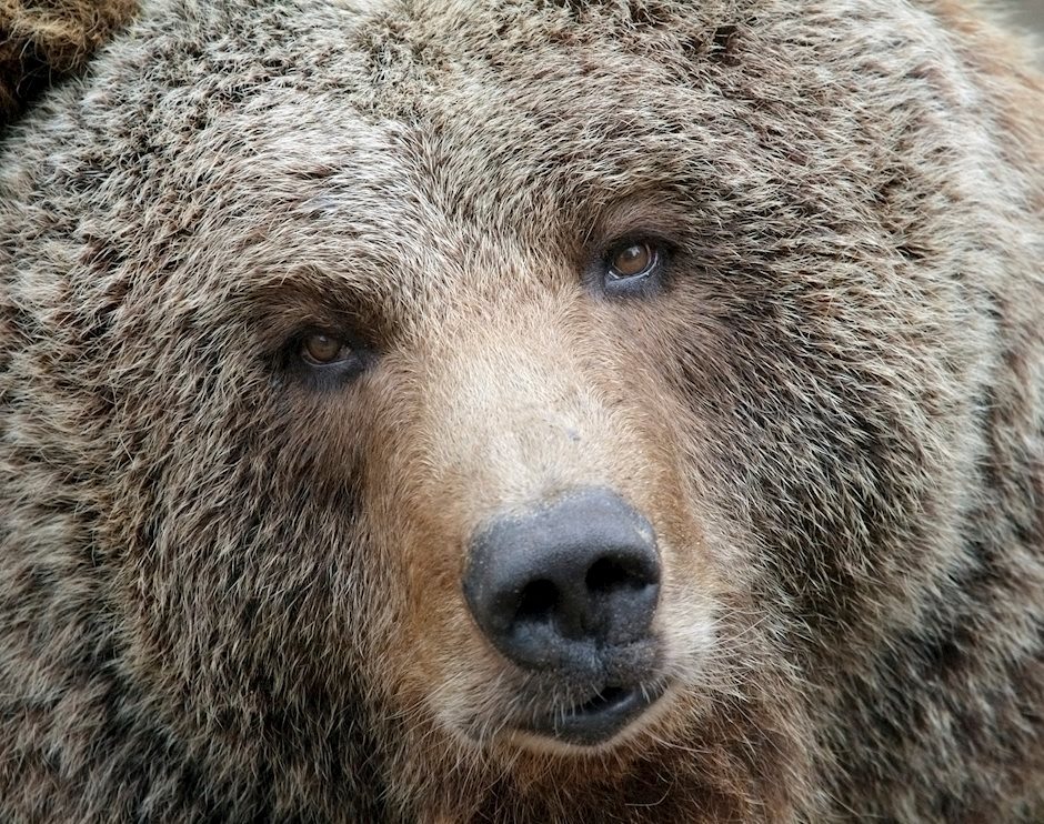 The battle between crypto bulls and bears shows hope for the future