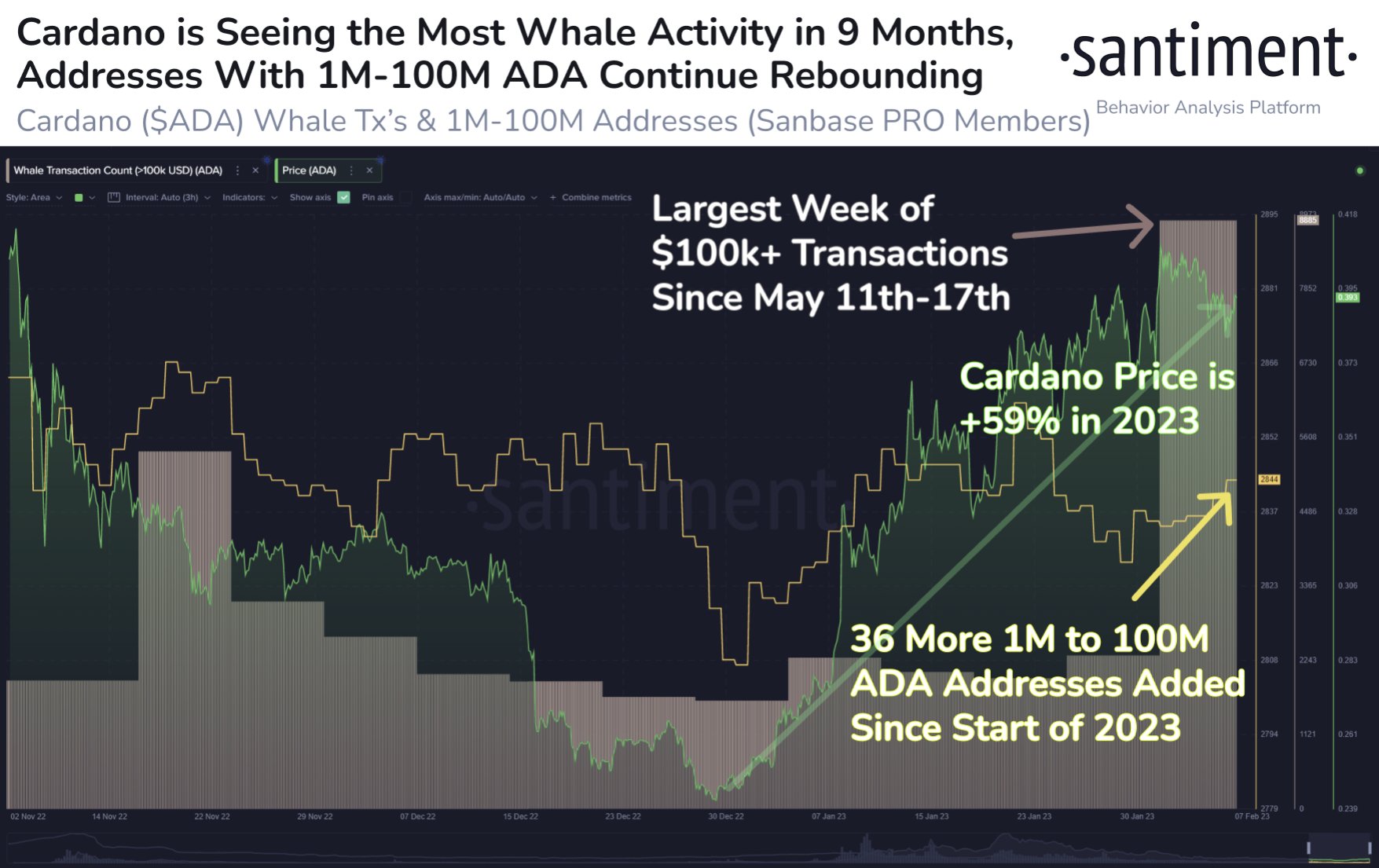 Cardano whale activity